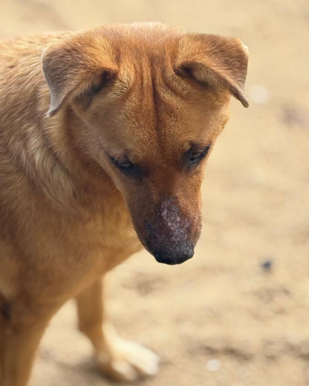 Help Chiquita Heal and Stay Safe